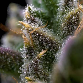 Cannabis Samen Sorten mit 23-24% THC Gehalt