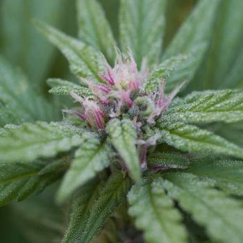Cannabis Sorten mit 9 Wochen von Samen bis zur Ernte super schnell