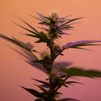 Cannabis Sorten mit Haze Genetik