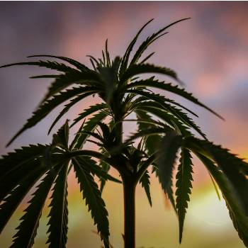 I love Indica! Indica dominante Sorten