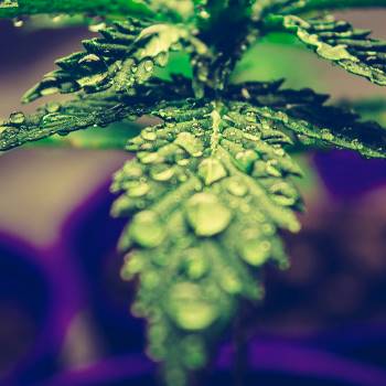 Cannabis Sorten mit süßem Geschmack süß